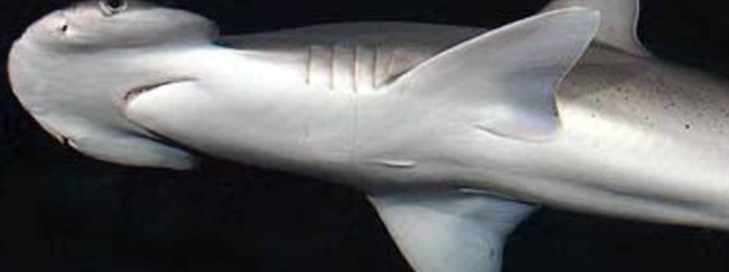 El acuario de la UMU instala un nuevo tanque para tiburones martillo